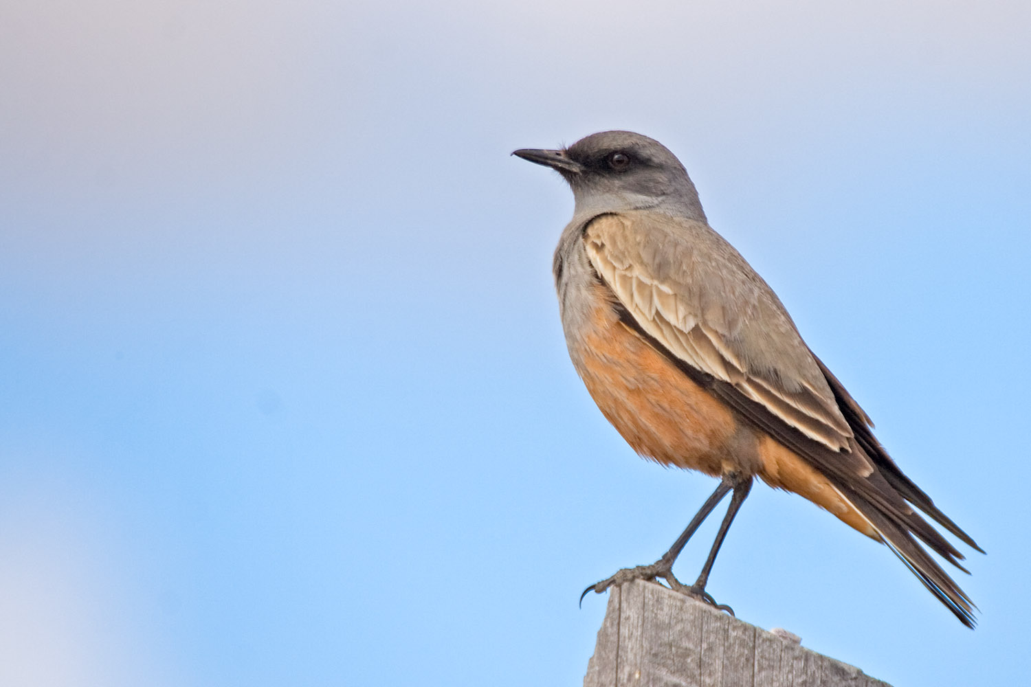 birding the patagonian steppes